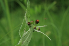 Tephroseris flammea