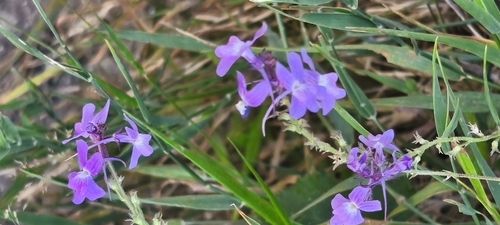Linaria elegans, photograph 6