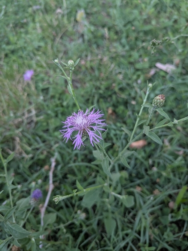 Tyrol knapweed