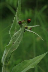 Tephroseris flammea