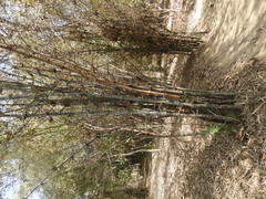 Phyllostachys bambusoides