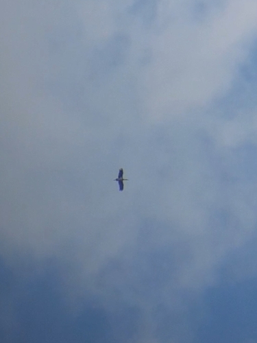 Black Stork