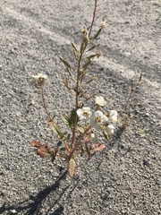 Chylismia claviformis