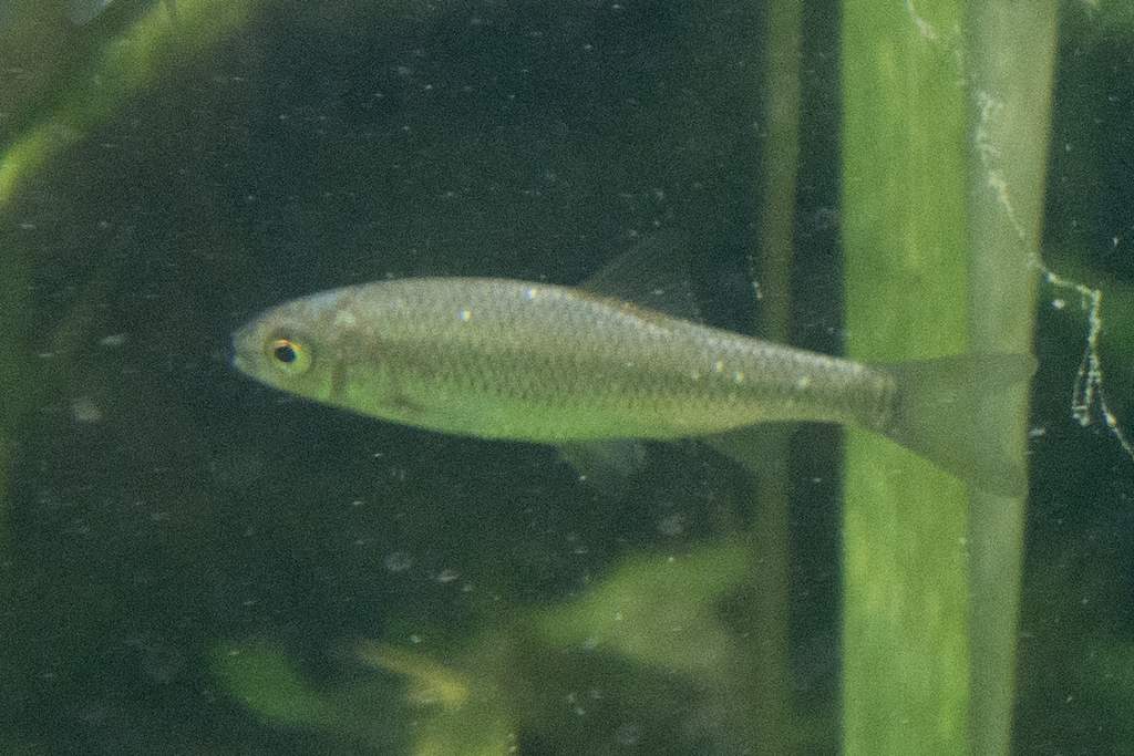 Neretva chub (Squalius svallize) — Cyprinidae
