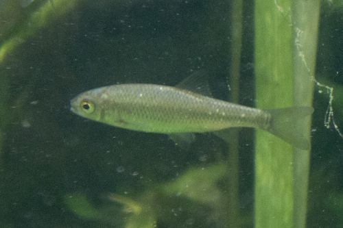 Neretva-kopvoorn (Squalius svallize) — Cyprinidae