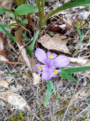 Iris verna smalliana