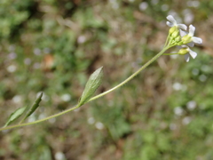 Arabidopsis halleri