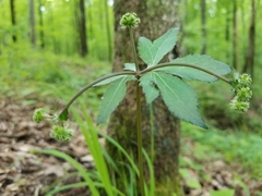 Sanicula smallii