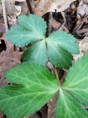 Sanicula smallii