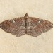 Gem Moth - Photo (c) David Kaposi, some rights reserved (CC BY-NC)