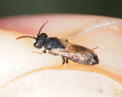 Gredler's Masked Bee