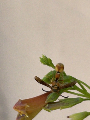 Boll's Potter Wasp