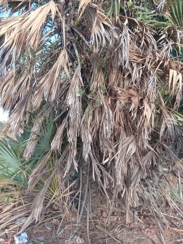 doum palm