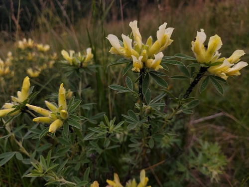 Chamaecytisus albus, photograph 2