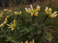 Chamaecytisus albus, photograph naturalist_ua_97, CC BY, iNaturalist via GBIF