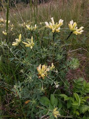 Chamaecytisus albus, photograph naturalist_ua_97, CC BY, iNaturalist via GBIF