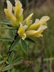 Chamaecytisus albus, photograph naturalist_ua_97, CC BY, iNaturalist via GBIF