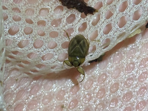 Ambrysus circumcinctus