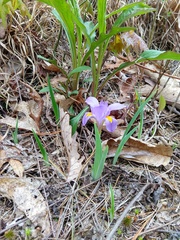 Iris verna smalliana