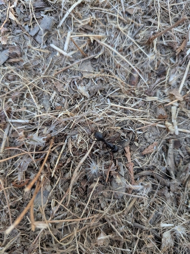 iNaturalist observation photo of Ants