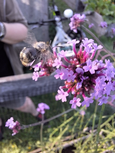 Bees