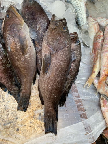 Mottled Grouper
