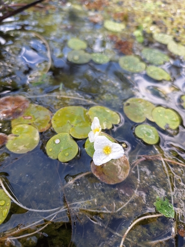European Frog-bit