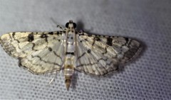 Hileithia differentialis