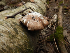 Fomitopsis betulina