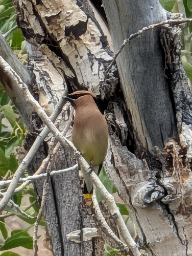 Cedar Waxwing