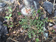Erythrosperma