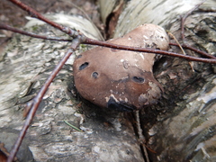 Fomitopsis betulina