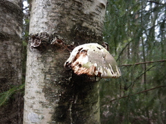 Fomitopsis betulina