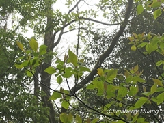 Sassafras randaiense