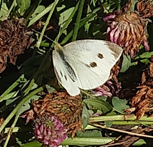 Garden Whites