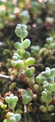 Sedum brevifolium, photograph (c) Jose Castro, some rights reserved (CC BY)