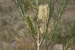 Melaleuca armillaris armillaris