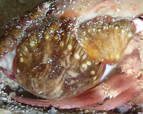 Calliactis polypus observed 2026-07-01