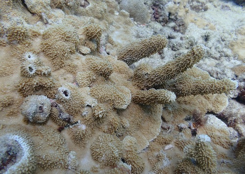 Montipora capitata, 2026-07-01