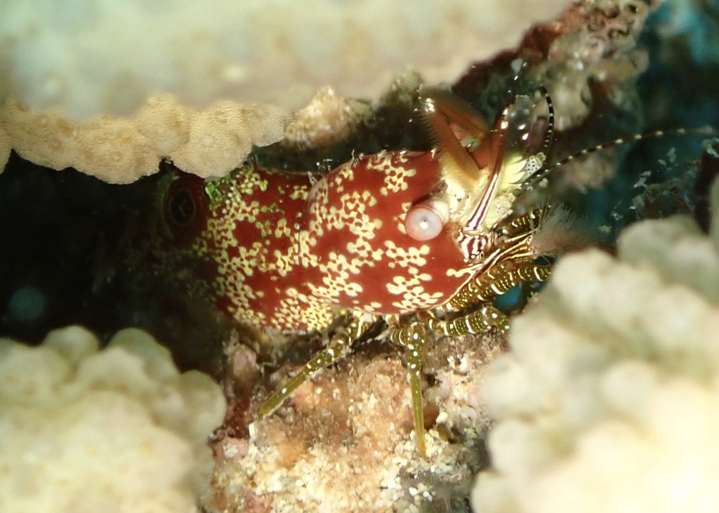 eyespot shrimp