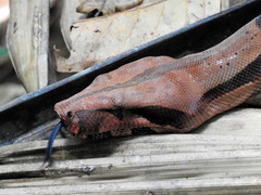 Boa constrictor constrictor