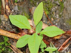 Sassafras randaiense