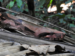 Boa constrictor constrictor