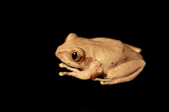 Aubry's Tree Frog photo 4
