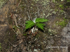 Toxicodendron orientale
