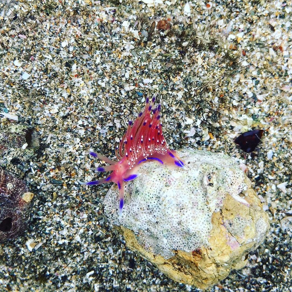 Swimming Cynara