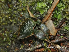 Anoectochilus formosanus