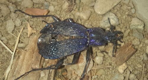 Blue Ground Beetle