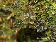 Anoectochilus formosanus