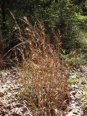 Andropogon gyrans